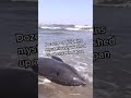Dozens of dolphins mysteriously washed up on beaches in Japan | LX News