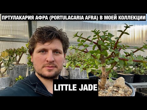 Видео: Portulacaria Care - Выращивание суккулентов слоновьего куста в домашних условиях