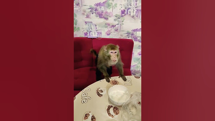 Обезьянка Гоша с Наташей на кухне#макаки #резус #обезьянки #гоша 🍎💕🍓👐👍