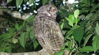 Skoré ráno a Great Horned Owl. Early Morning & Great Horned Owl.