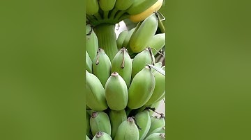 Phân biệt chuối chín cây tự nhiên và chuối ngâm thuốc.