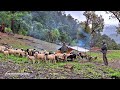 Nepali mountain village life rainy day  sheep shepherd life  organic food real nepali life 