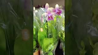 Видеообзор эксклюзивых растений
