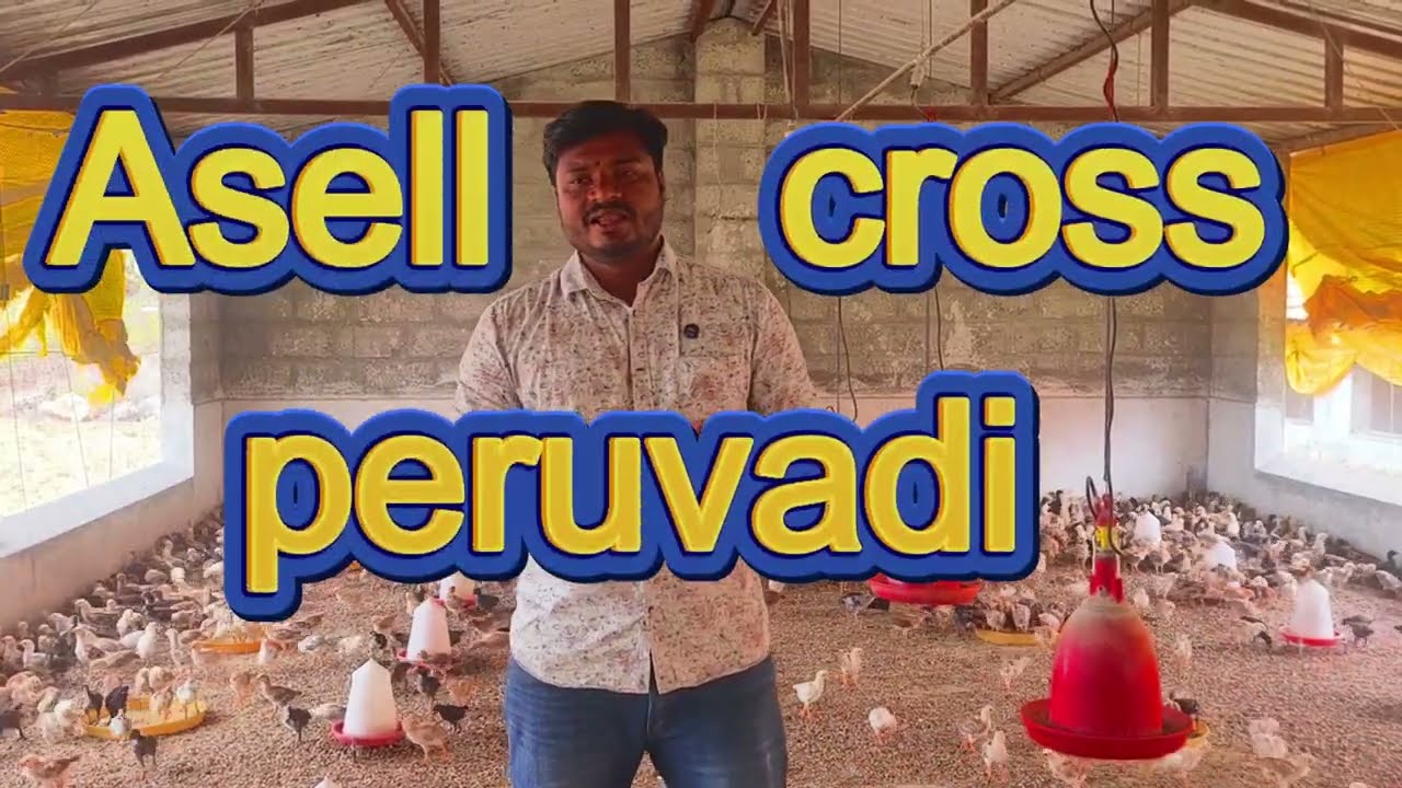 மூன்று மாதத்தில் இரண்டு கிலோ வளரக்கூடிய நாட்டுக்கோழி!