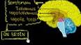 Beynin Fizyolojisi ve Psikoloji ile ilgili video