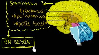 Beynin Bölümleri Ve Fonksiyonları Biyoloji