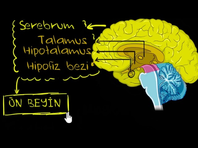 Beynin Bölümleri ve Fonksiyonları (Biyoloji) class=