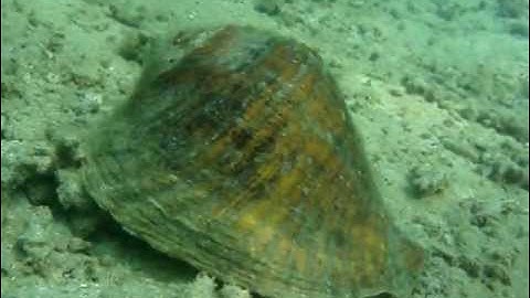 Strombus_galeatus_02.MPG