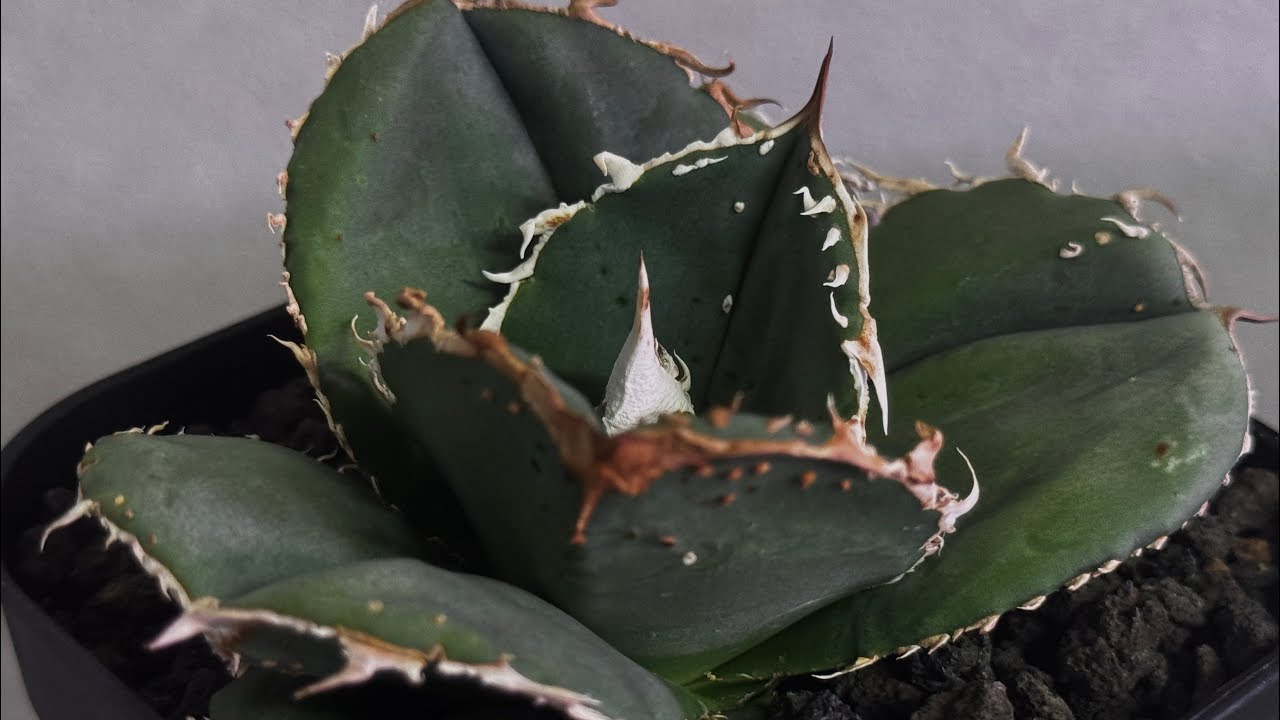 アガベ・チタノタ 蚩尤（芽）-008｜agave titanota chiyou | Plus