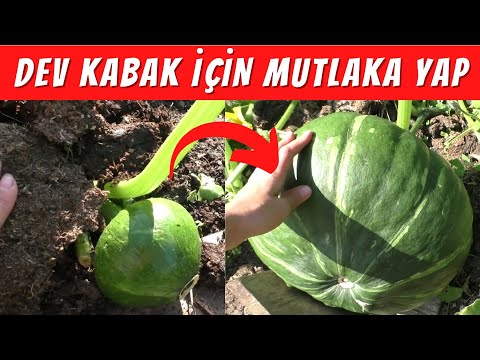 Video: Pumpkin Vine Çiçeklenme - Kabaklarınızın Tozlaştığını Nasıl Anlayabilirsiniz?