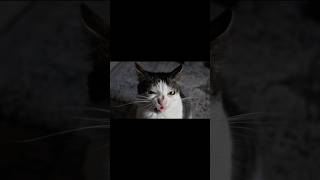 Dryfood gives cats a villainous look