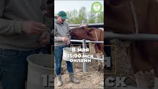 Кормление коров онлайн 8 мая 2025г