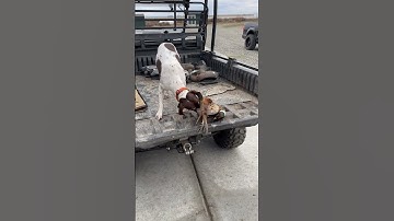 Stella with her first wild rooster! #pheasanthunting #gsp #pointer #hunting #birddog #birdhunt