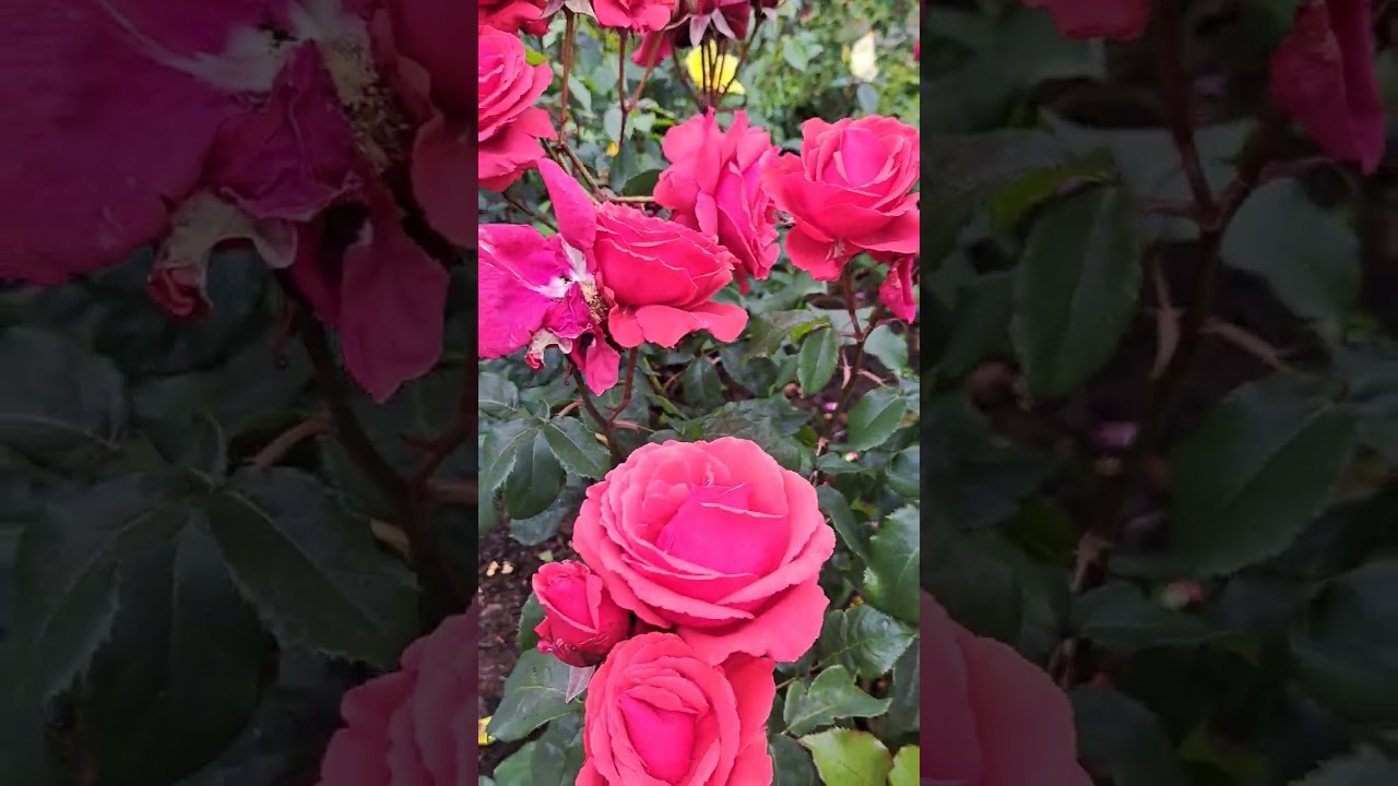 АМЕРИКАНСКАЯ ЖИЗНЬ, САД РОЗ В ВАШИНГТОНСКОМ ПАРКЕ, ОРЕГОН, ROSE GARDEN, WASHINGTON PARK, 