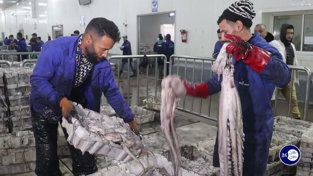 استئناف نشاط صيد الأخطبوط باقليم طانطان للموسم الشتوي 2025