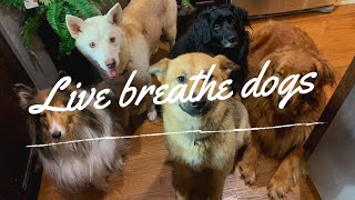 Live Breathe Dogs TikTok compilation 2020 by Live Breathe Dogs 74 views 4 years ago 7 minutes, 29 seconds