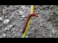 Kaki seribu memanjat tanaman dengan mudah || Keunikan hewan kaki seribu #milipede #kakiseribu