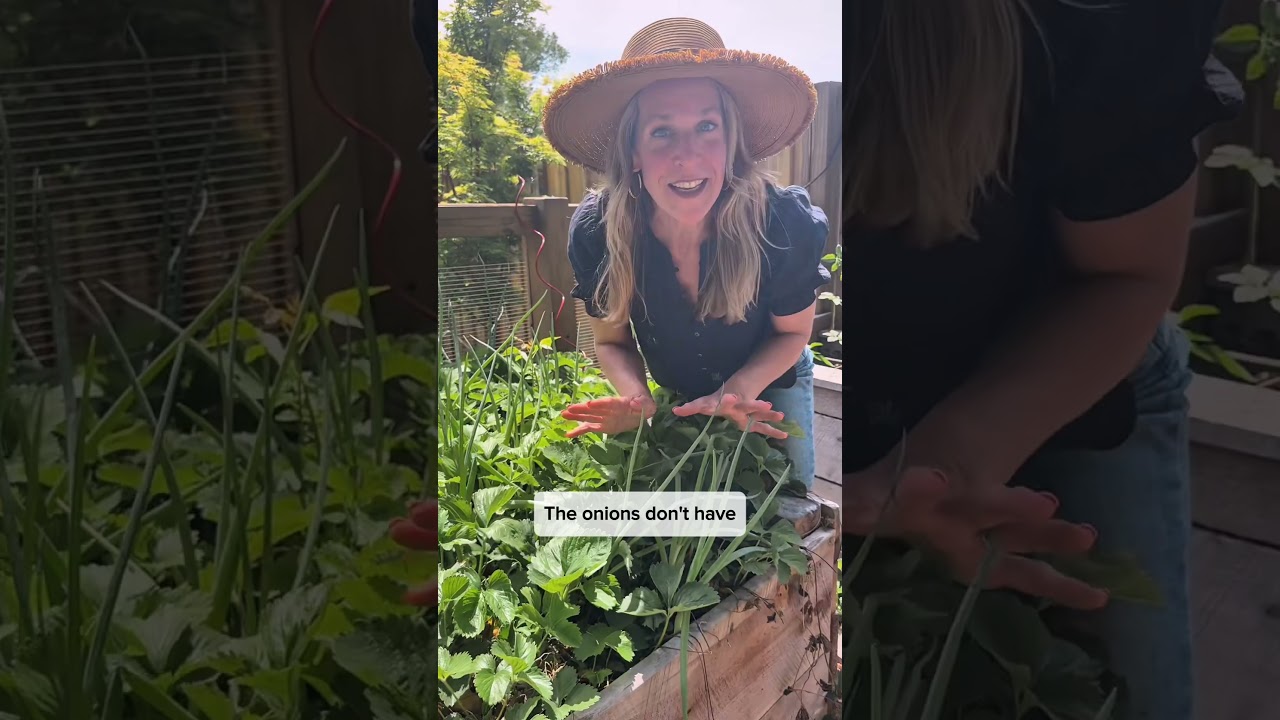 Сделайте это, чтобы защитить вашу клубнику от вредителей. Совместная посадка — лучший способ борь...