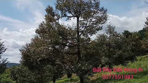 Đất Rẫy Đăk Nông ,dt 5,1hec ,350cay sầu riêng, giá bán 6ty lh0377591983