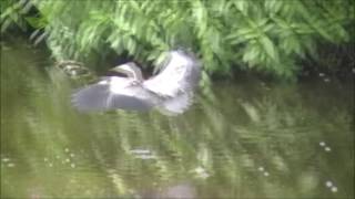 Heron V Coots