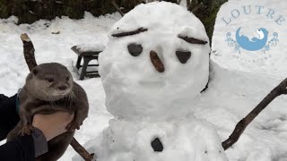 Otter Komugi Called the Deer in the Snowy Mountains?!