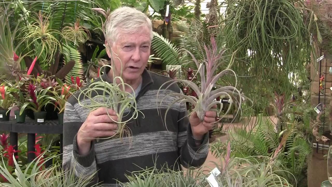 Paul Isley - Rainforest Flora, Inc. - Tilly Talks : Blooming Tillandsias