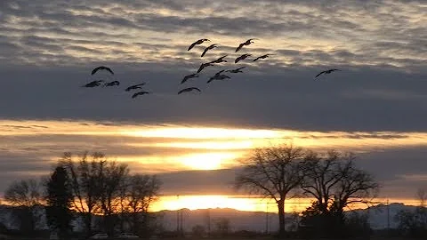 The amazing Canada goose migration