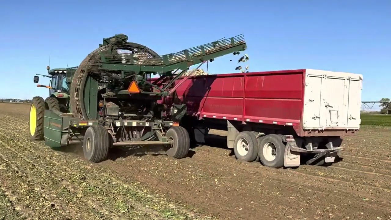 Beet harvest at Werbelow Farms 2022