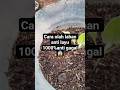 cara sukses pindah tanam anti gagal 1000% #garden #shorts #pindahtanam #tips