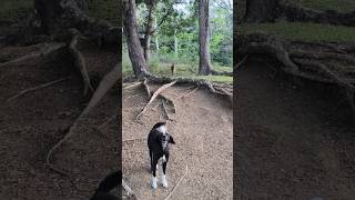টমি লাক্সমির সঙ্গে এখন বাড়িতে আসছে#dog#shorts#youtubeshorts#Andaman Lady