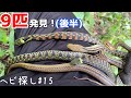 ヘビ9匹発見!(後半) 蛇採取2021!#15【蛇探し、捕獲】♦️9 snakes found (second half) Journey to catch snakes 2021!#15
