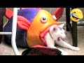 Funniest Animals - Best Of The 2022 Funny Animal Videos #4