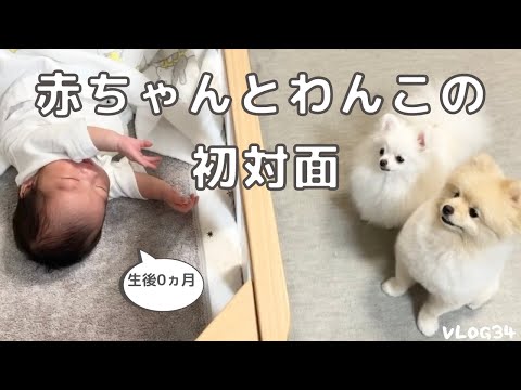 生後０ヵ月の赤ちゃんとの初対面｜意外な反応｜わんこと赤ちゃん｜VLOG#34