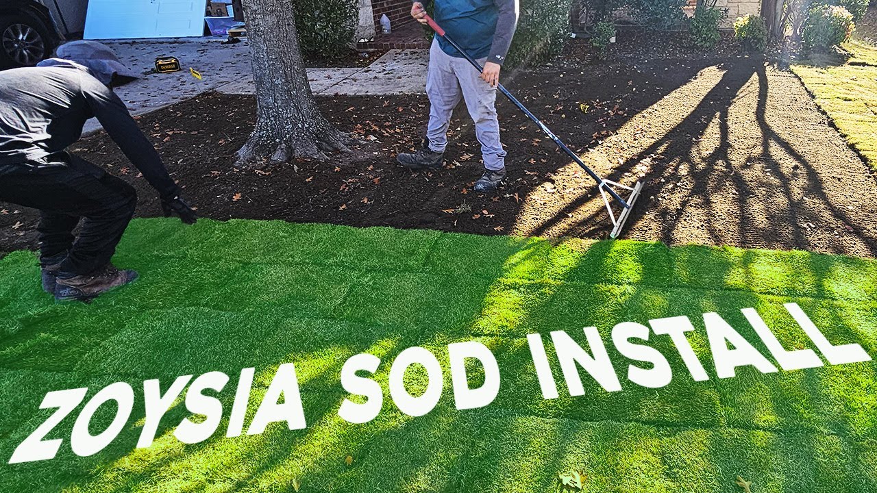 How to install SOD Zoysia Zeon YouTube