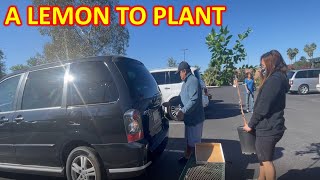 SEEDLINGS FLOWERS AND POTS MESQUITE GROWERS VALLEY NURSERY TUCSON USA VLOG