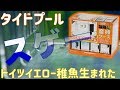 【産卵箱】タイドプールが有能すぎる！その発想は無かった。ニチドウ　ベビーボックスプラス。【ふぶきテトラ】