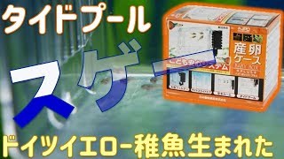 【産卵箱】タイドプールが有能すぎる！その発想は無かった。ニチドウ　ベビーボックスプラス。【ふぶきテトラ】