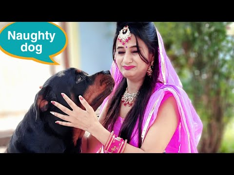 my wife and my dog compliation||funny dog videos||rottwiler dog.