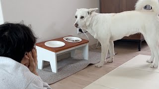 A Funny Dog Family Who Is Overly Interested In Each Other | Korean Jindo Family