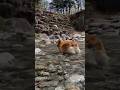 川でお尻をプルプル振るわせるコーギー / She’s doing the "Corgi shake" in the river. #コーギー #corgi