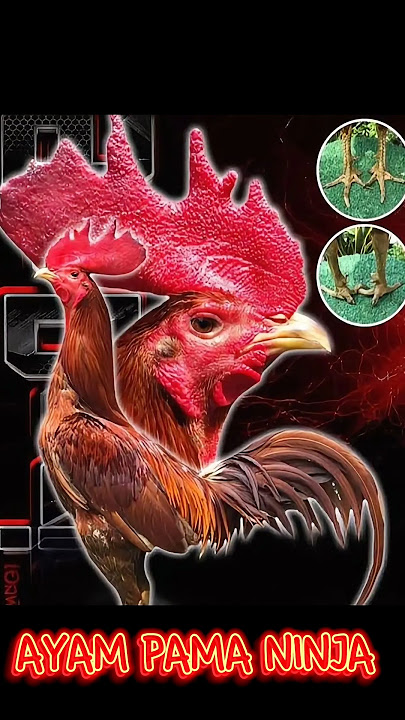 AYAM PAMA NINJA