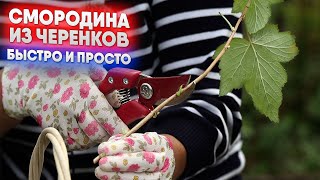 видео: Смородина из черенков  - быстро и просто картинка: Смородина из черенков  - быстро и просто