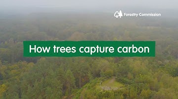 How trees capture carbon