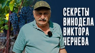 Секреты домашнего виноделия и рецепт хорошего вина от Виктора Чернева