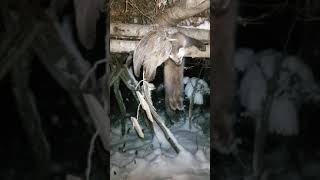 checking a marten deadfall