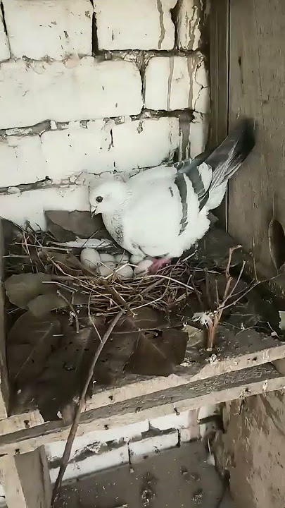 The Pigeon sat on the eggs 💖🥚🕊️||#Shorts