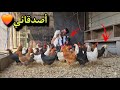 أغرب شلة أصدقاء شفتها بحياتي 😂🐔
