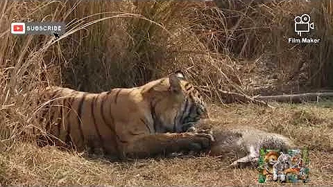 Tiger hunts a Wild boar!