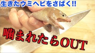 元気なウミヘビさばいたら襲われたwwwww