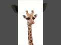 Snapchat giraffe